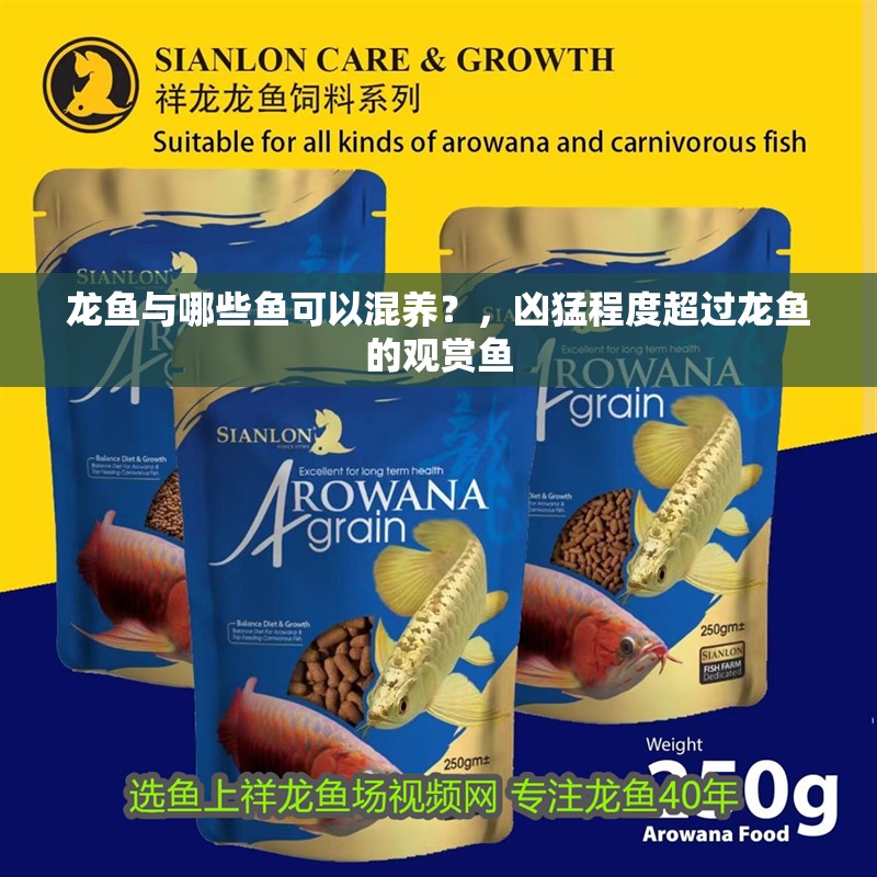 龍魚與哪些魚可以混養？，兇猛程度超過龍魚的觀賞魚