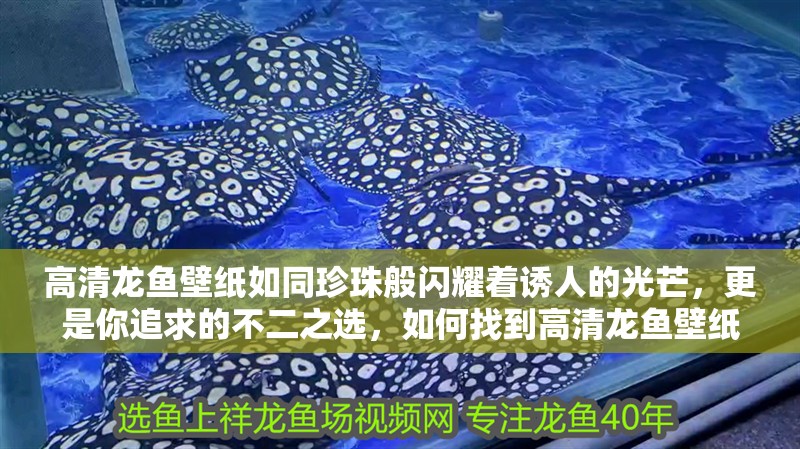 高清龍魚壁紙如同珍珠般閃耀著誘人的光芒，更是你追求的不二之選，如何找到高清龍魚壁紙？