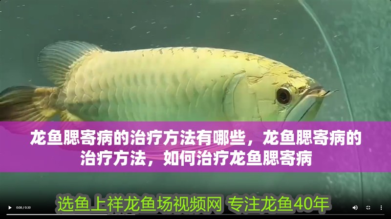 龍魚腮寄病的治療方法有哪些，龍魚腮寄病的治療方法，如何治療龍魚腮寄病