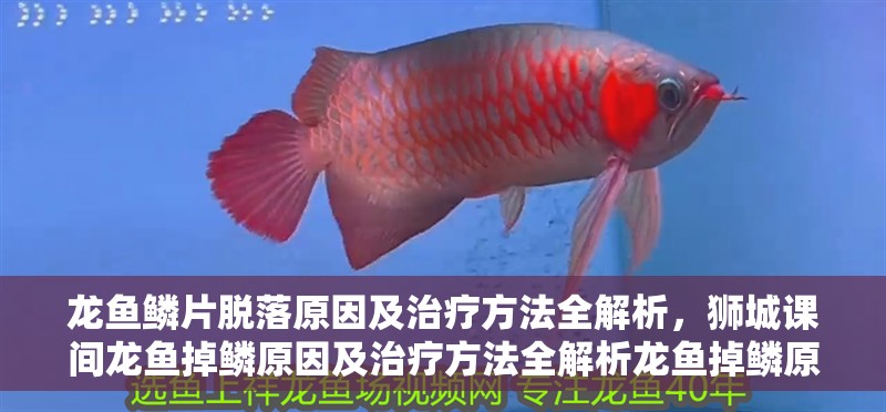 龍魚鱗片脫落原因及治療方法全解析，獅城課間龍魚掉鱗原因及治療方法全解析龍魚掉鱗原因及治療方法