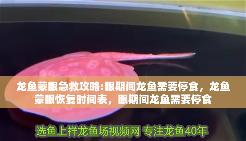 龍魚蒙眼急救攻略:眼期間龍魚需要停食，龍魚蒙眼恢復時間表，眼期間龍魚需要停食