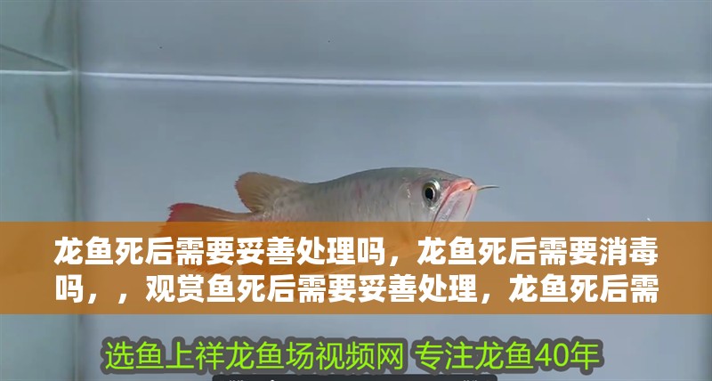 龍魚死后需要妥善處理嗎，龍魚死后需要消毒嗎，，觀賞魚死后需要妥善處理，龍魚死后需要妥善處理嗎