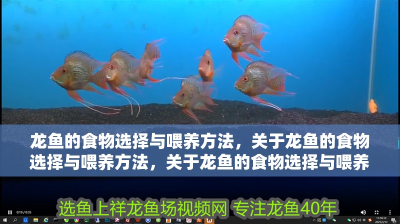 龍魚的食物選擇與喂養方法，關于龍魚的食物選擇與喂養方法，關于龍魚的食物選擇與喂養方法