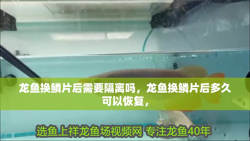 龍魚換鱗片后需要隔離嗎，龍魚換鱗片后多久可以恢復，