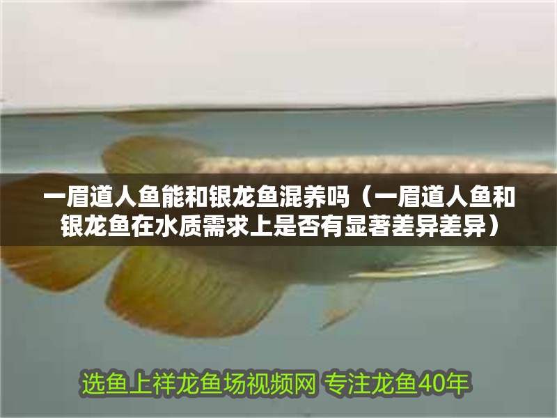 一眉道人魚能和銀龍魚混養嗎（一眉道人魚和銀龍魚在水質需求上是否有顯著差異差異）