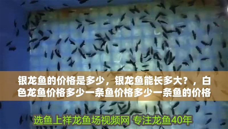 銀龍魚的價格是多少，銀龍魚能長多大？，白色龍魚價格多少一條魚價格多少一條魚的價格是多少
