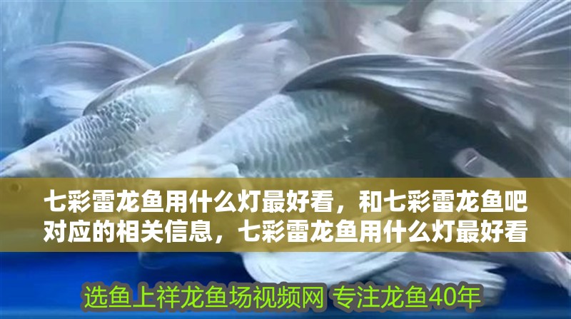 七彩雷龍魚用什么燈最好看，和七彩雷龍魚吧對應的相關信息，七彩雷龍魚用什么燈最好看