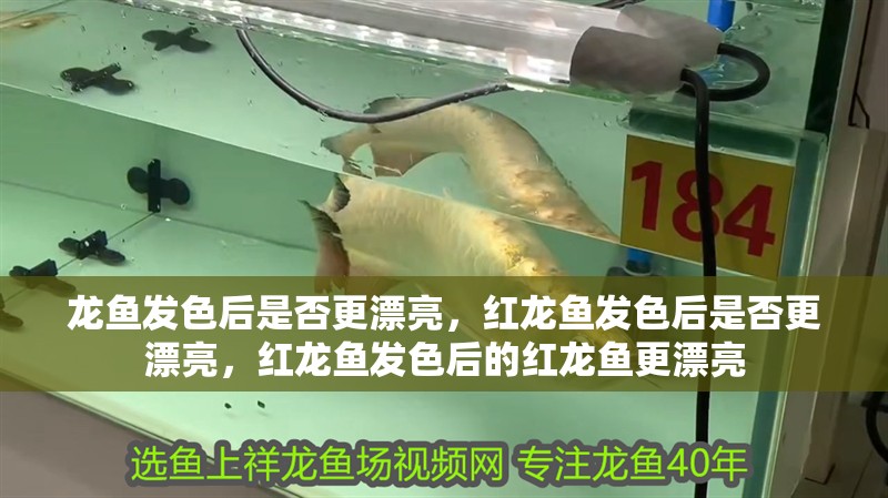 龍魚發色后是否更漂亮，紅龍魚發色后是否更漂亮，紅龍魚發色后的紅龍魚更漂亮 龍魚發色后是否更漂亮，紅龍魚發色后是否更漂亮，紅龍魚發色后的紅龍魚更漂亮 龍魚百科