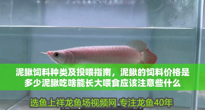 泥鰍飼料種類及投喂指南，泥鰍的飼料價(jià)格是多少泥鰍吃啥能長(zhǎng)大喂食應(yīng)該注意些什么