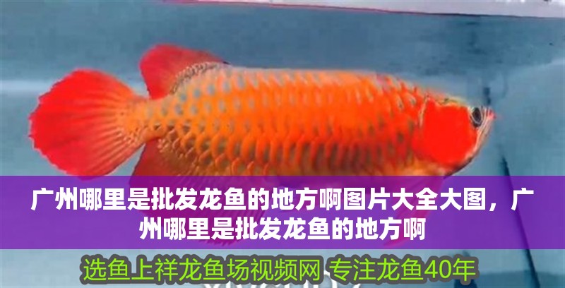 廣州哪里是批發(fā)龍魚的地方啊圖片大全大圖，廣州哪里是批發(fā)龍魚的地方啊 廣州哪里是批發(fā)龍魚的地方啊圖片大全大圖，廣州哪里是批發(fā)龍魚的地方啊 觀賞魚百科 第2張