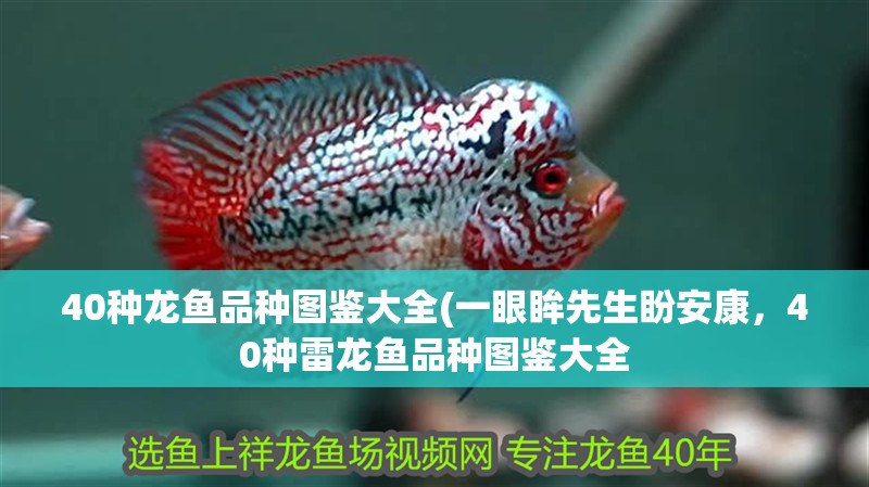 40種龍魚品種圖鑒大全(一眼眸先生盼安康，40種雷龍魚品種圖鑒大全