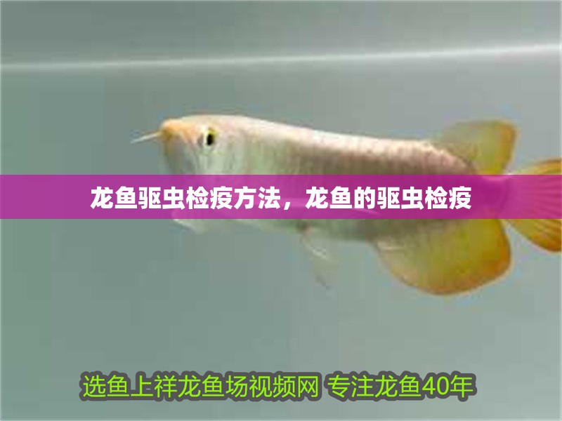 龍魚驅蟲檢疫方法，龍魚的驅蟲檢疫 龍魚驅蟲檢疫方法，龍魚的驅蟲檢疫 觀賞魚百科