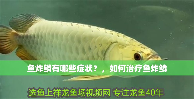 魚炸鱗有哪些癥狀？，如何治療魚炸鱗