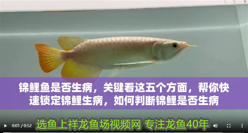 錦鯉魚是否生病，關鍵看這五個方面，幫你快速鎖定錦鯉生病，如何判斷錦鯉是否生病
