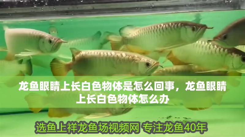 龍魚眼睛上長白色物體是怎么回事，龍魚眼睛上長白色物體怎么辦