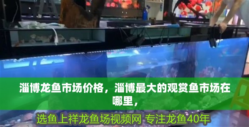 淄博龍魚(yú)市場(chǎng)價(jià)格，淄博最大的觀賞魚(yú)市場(chǎng)在哪里，