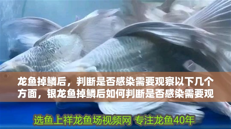 龍魚掉鱗后，判斷是否感染需要觀察以下幾個方面，銀龍魚掉鱗后如何判斷是否感染需要觀察以下幾個方面