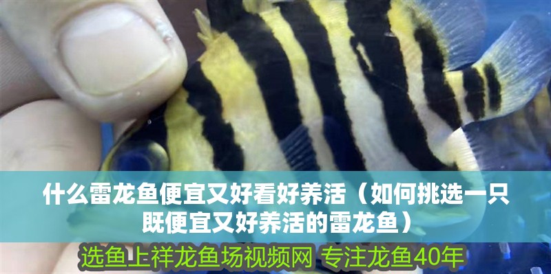 什么雷龍魚便宜又好看好養活（如何挑選一只既便宜又好養活的雷龍魚）