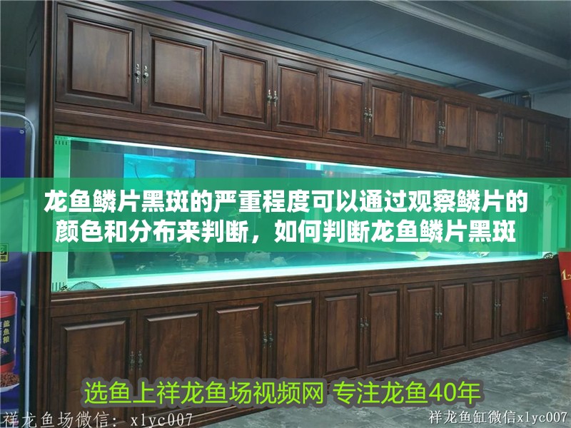龍魚鱗片黑斑的嚴重程度可以通過觀察鱗片的顏色和分布來判斷，如何判斷龍魚鱗片黑斑