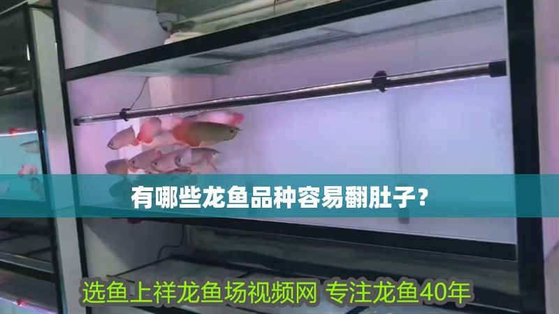 有哪些龍魚品種容易翻肚子？ 有哪些龍魚品種容易翻肚子？ 龍魚百科 第3張