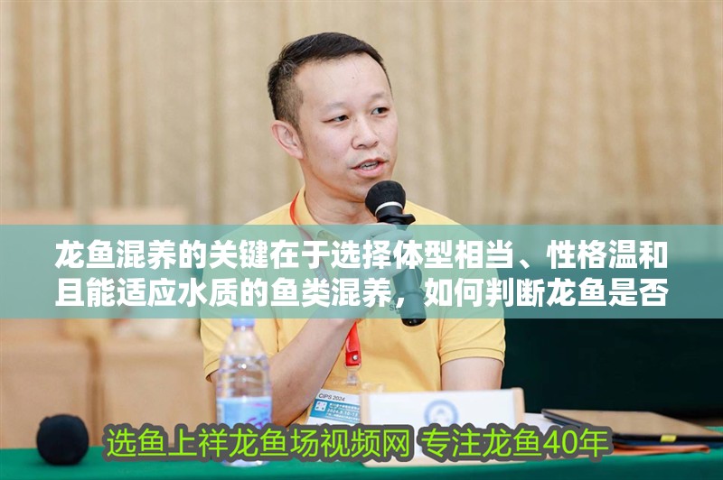 龍魚混養(yǎng)的關(guān)鍵在于選擇體型相當、性格溫和且能適應水質(zhì)的魚類混養(yǎng)，如何判斷龍魚是否健康？