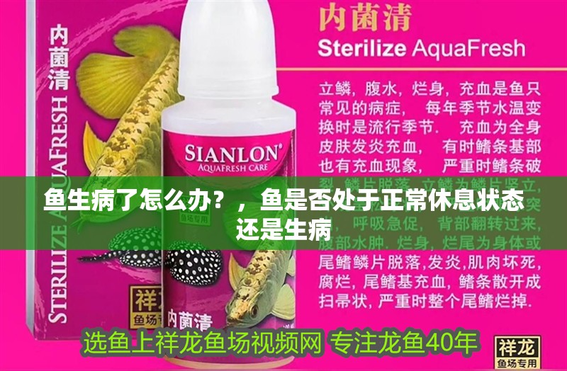 魚生病了怎么辦？，魚是否處于正常休息狀態還是生病