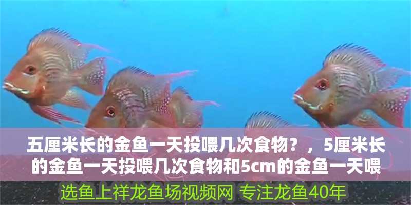 五厘米長的金魚一天投喂幾次食物？，5厘米長的金魚一天投喂幾次食物和5cm的金魚一天喂幾次