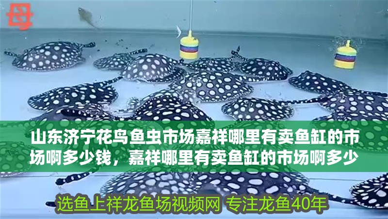 山東濟(jì)寧花鳥魚蟲市場嘉祥哪里有賣魚缸的市場啊多少錢，嘉祥哪里有賣魚缸的市場啊多少錢