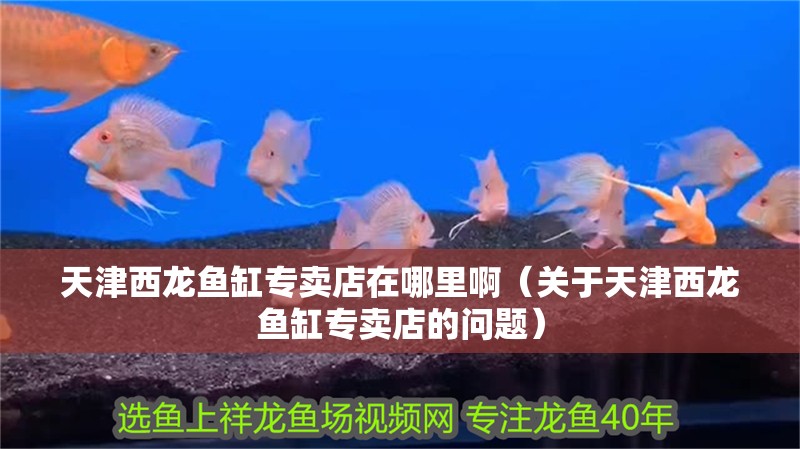 天津西龍魚缸專賣店在哪里啊（關于天津西龍魚缸專賣店的問題）