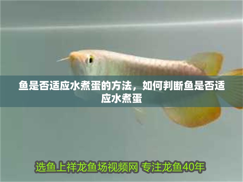 魚是否適應水煮蛋的方法，如何判斷魚是否適應水煮蛋