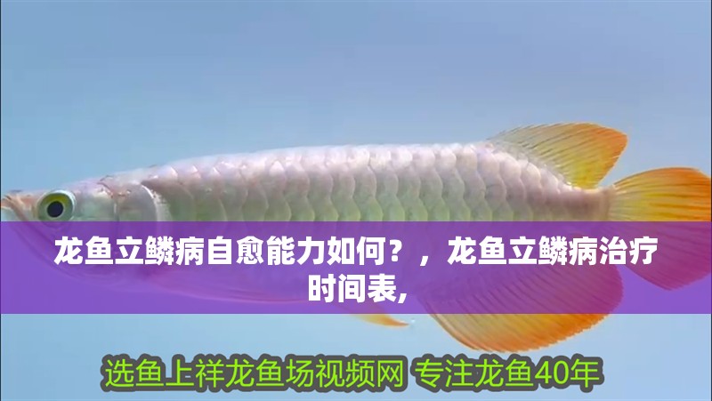 龍魚立鱗病自愈能力如何？，龍魚立鱗病治療時間表,