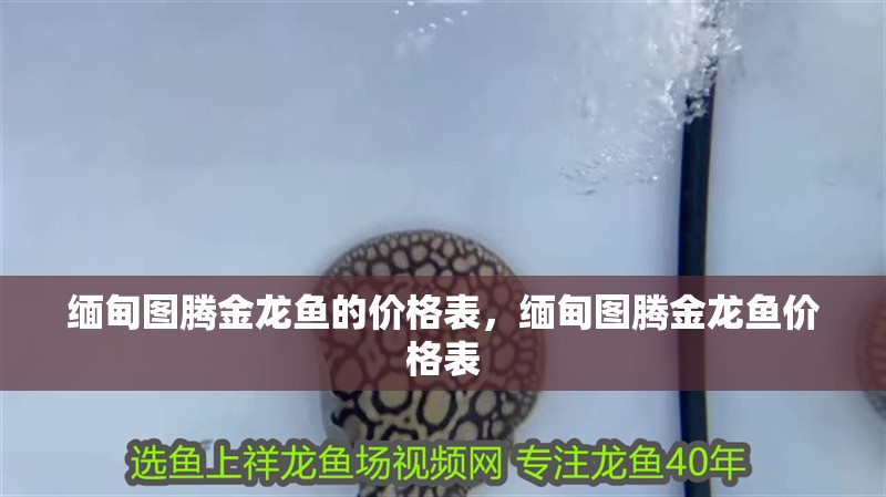 緬甸圖騰金龍魚的價格表，緬甸圖騰金龍魚價格表