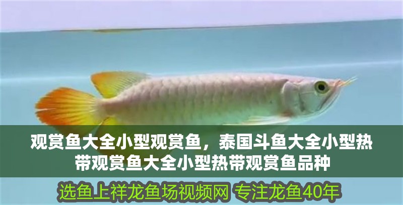 觀賞魚大全小型觀賞魚，泰國斗魚大全小型熱帶觀賞魚大全小型熱帶觀賞魚品種