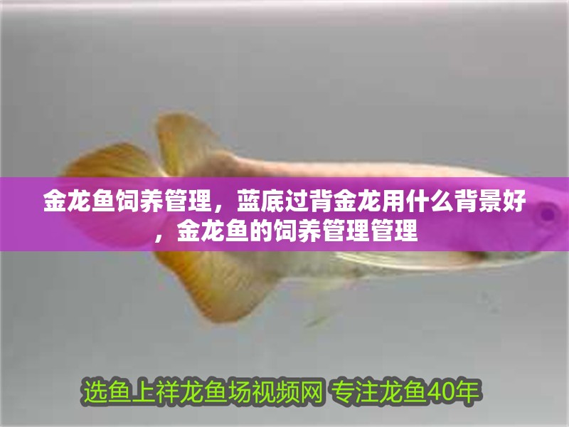 金龍魚飼養管理，藍底過背金龍用什么背景好，金龍魚的飼養管理管理