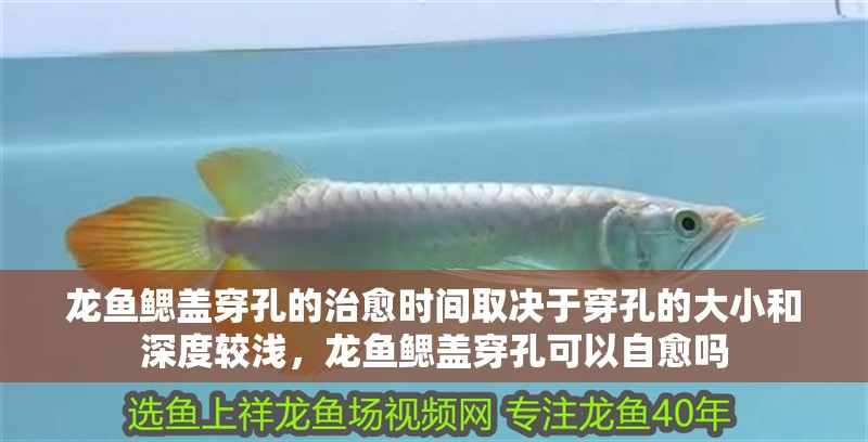 龍魚鰓蓋穿孔的治愈時間取決于穿孔的大小和深度較淺，龍魚鰓蓋穿孔可以自愈嗎 龍魚鰓蓋穿孔的治愈時間取決于穿孔的大小和深度較淺，龍魚鰓蓋穿孔可以自愈嗎 觀賞魚百科
