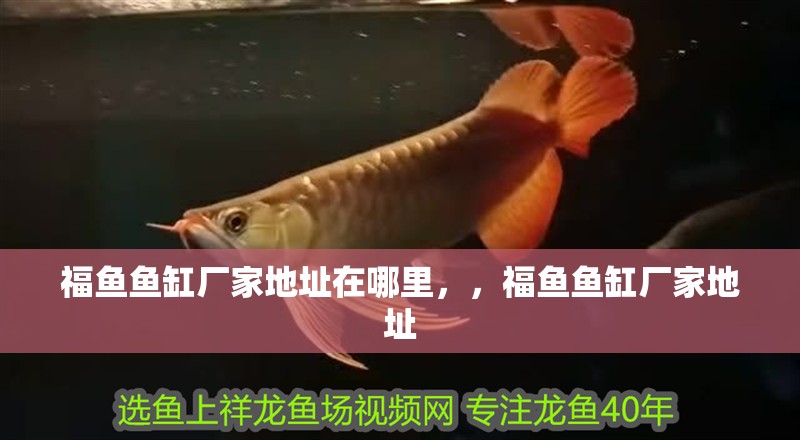福魚魚缸廠家地址在哪里，，福魚魚缸廠家地址 福魚魚缸廠家地址在哪里，，福魚魚缸廠家地址 觀賞魚百科