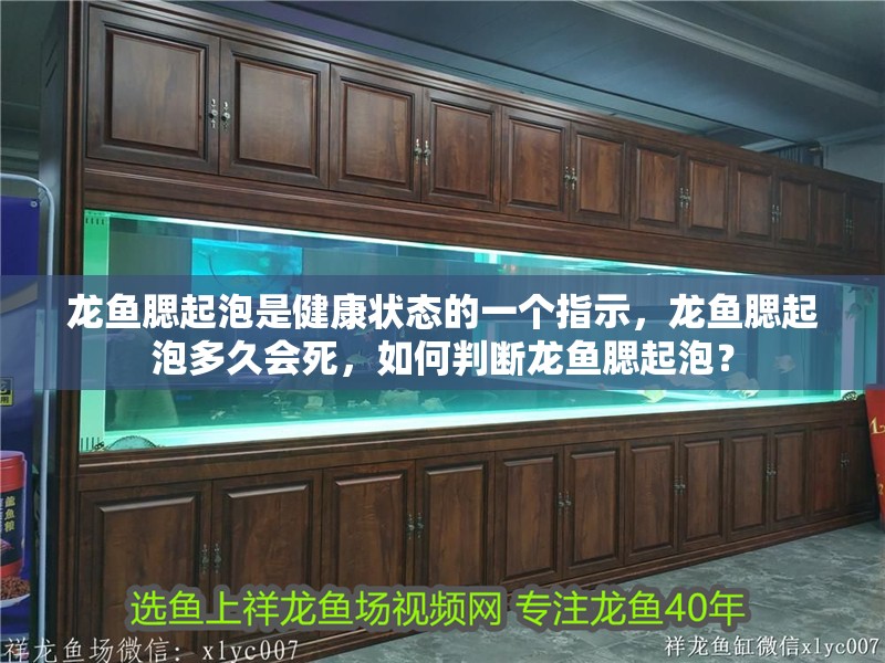 龍魚腮起泡是健康狀態的一個指示，龍魚腮起泡多久會死，如何判斷龍魚腮起泡？ 龍魚腮起泡是健康狀態的一個指示，龍魚腮起泡多久會死，如何判斷龍魚腮起泡？ 龍魚百科