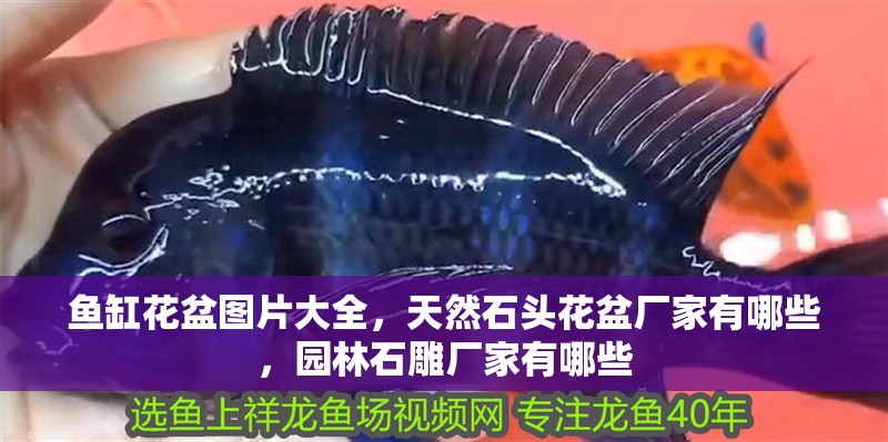魚缸花盆圖片大全,天然石頭花盆廠家有哪些,園林石雕廠家有哪些 觀賞魚百科 第2張 魚缸花盆圖片大全,天然石頭花盆廠家有哪些,園林石雕廠家有哪些 魚缸花盆圖片大全,天然石頭花盆廠家有哪些,園林石雕廠家有哪些 觀賞魚百科 第2張