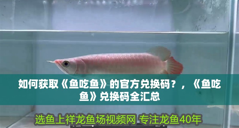 如何獲取《魚吃魚》的官方兌換碼？，《魚吃魚》兌換碼全匯總