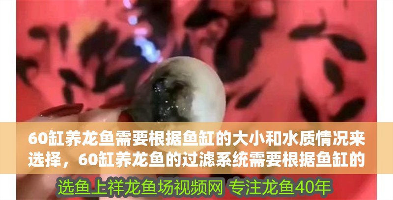 60缸養龍魚需要根據魚缸的大小和水質情況來選擇，60缸養龍魚的過濾系統需要根據魚缸的大小和水質情況來選擇