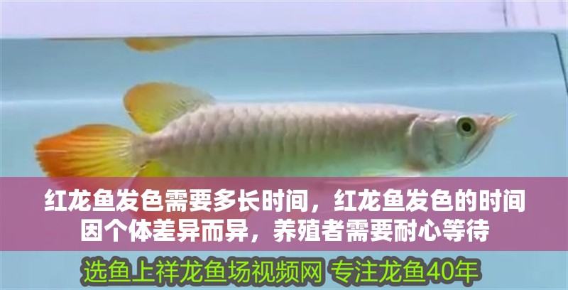 紅龍魚發色需要多長時間，紅龍魚發色的時間因個體差異而異，養殖者需要耐心等待