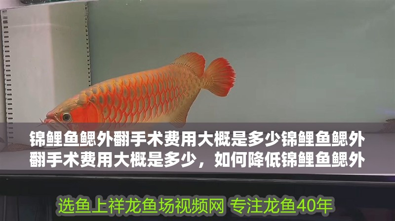 錦鯉魚鰓外翻手術(shù)費(fèi)用大概是多少錦鯉魚鰓外翻手術(shù)費(fèi)用大概是多少，如何降低錦鯉魚鰓外翻手術(shù)的風(fēng)險(xiǎn)？