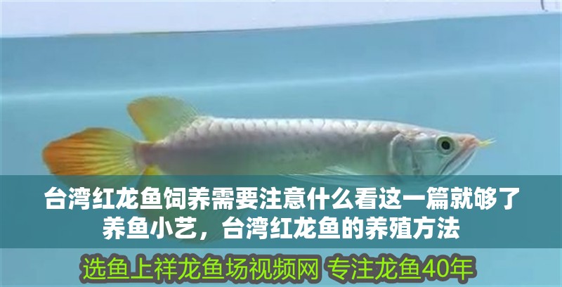 臺灣紅龍魚飼養需要注意什么看這一篇就夠了養魚小藝，臺灣紅龍魚的養殖方法