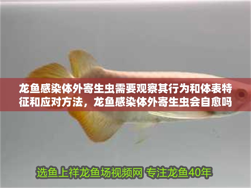 龍魚感染體外寄生蟲需要觀察其行為和體表特征和應對方法，龍魚感染體外寄生蟲會自愈嗎？