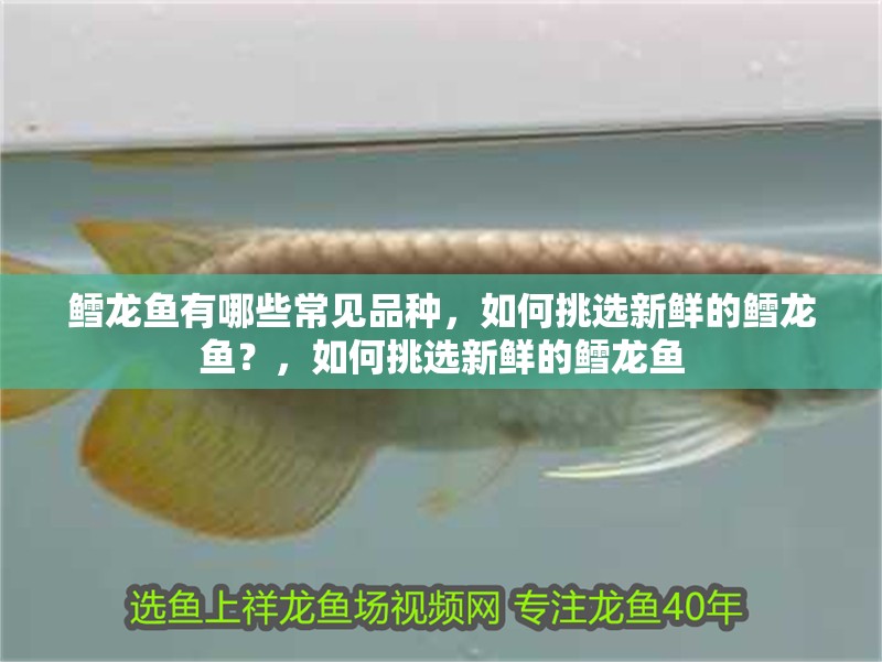 鱈龍魚有哪些常見品種，如何挑選新鮮的鱈龍魚？，如何挑選新鮮的鱈龍魚 鱈龍魚有哪些常見品種，如何挑選新鮮的鱈龍魚？，如何挑選新鮮的鱈龍魚 龍魚百科