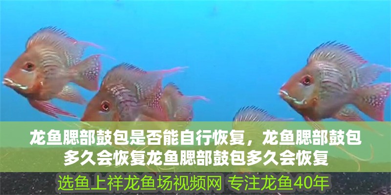 龍魚腮部鼓包是否能自行恢復，龍魚腮部鼓包多久會恢復龍魚腮部鼓包多久會恢復