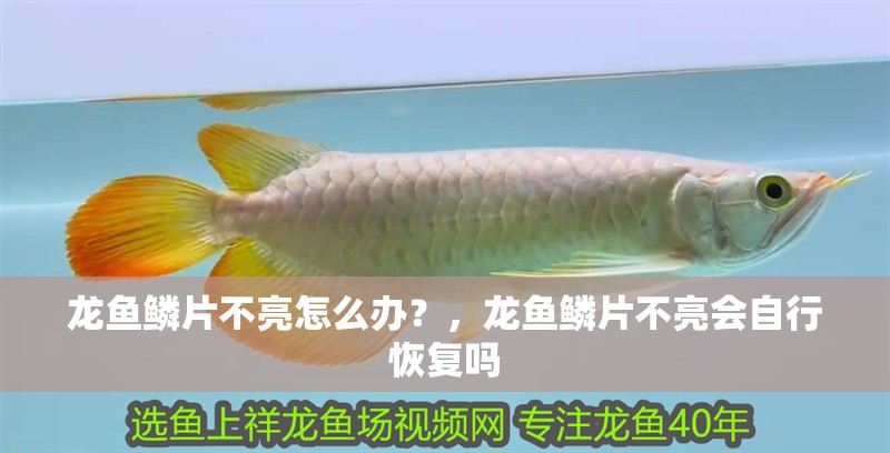 龍魚鱗片不亮怎么辦？，龍魚鱗片不亮會自行恢復嗎
