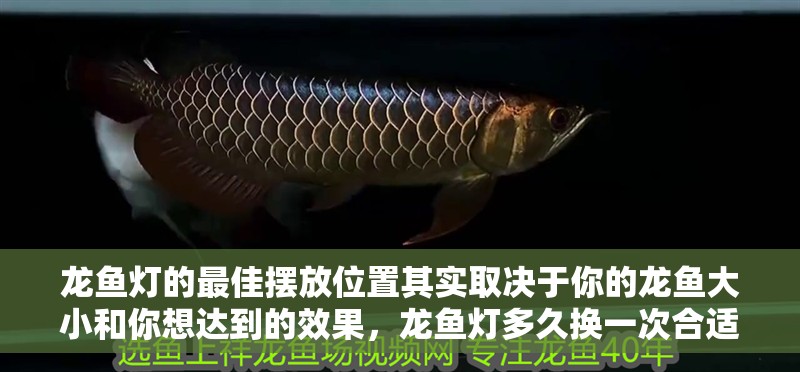 龍魚燈的最佳擺放位置其實(shí)取決于你的龍魚大小和你想達(dá)到的效果，龍魚燈多久換一次合適？ 龍魚燈的最佳擺放位置其實(shí)取決于你的龍魚大小和你想達(dá)到的效果，龍魚燈多久換一次合適？ 龍魚百科 第3張