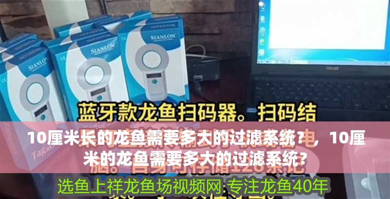 10厘米長的龍魚需要多大的過濾系統？，10厘米的龍魚需要多大的過濾系統？