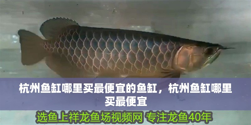 杭州魚缸哪里買最便宜的魚缸，杭州魚缸哪里買最便宜 杭州魚缸哪里買最便宜的魚缸，杭州魚缸哪里買最便宜 觀賞魚百科
